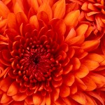 This is a very orange flower. 