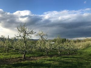 Image to encourage reflection: Apple orchards on a cool & windy spring day